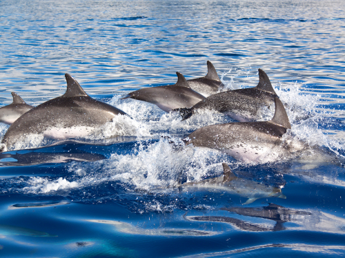 Dolphin watching from Lagos