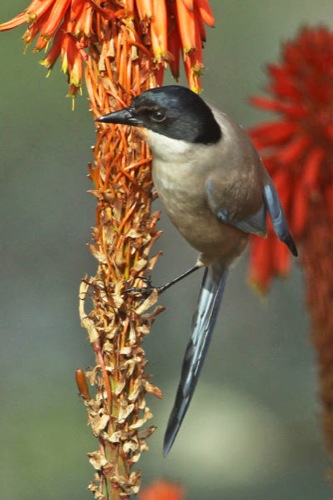 Birdwatching Tours