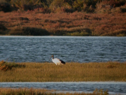 Ria Formosa Wetlands