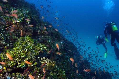 Zoea Mallorca Diving School, Santa Ponsa